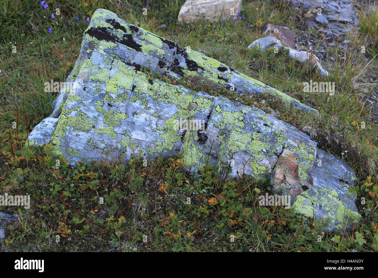 Lichen on stone, Stock Photo