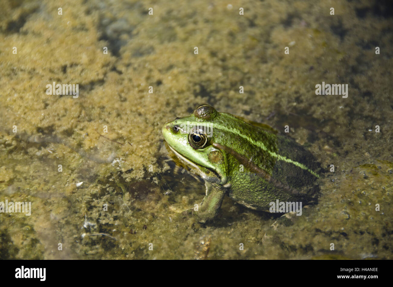 Pool frog in the pond, Stock Photo