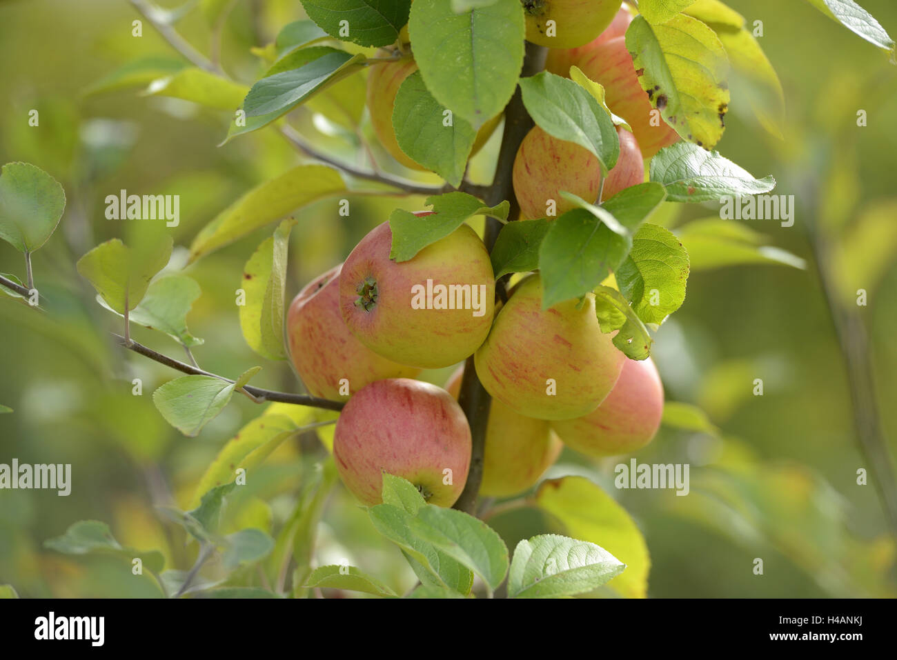 Cultural apples, Malus domestica, Pyrus malus, branch, hang, ripe Stock Photo Alamy