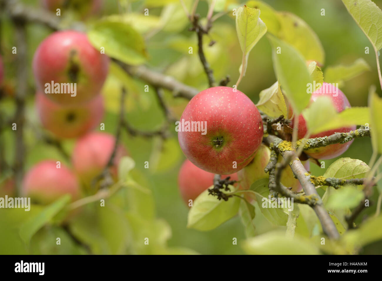 Apples, Malus domestica, Pyrus malus, branch, hanging, ripe, Stock Photo