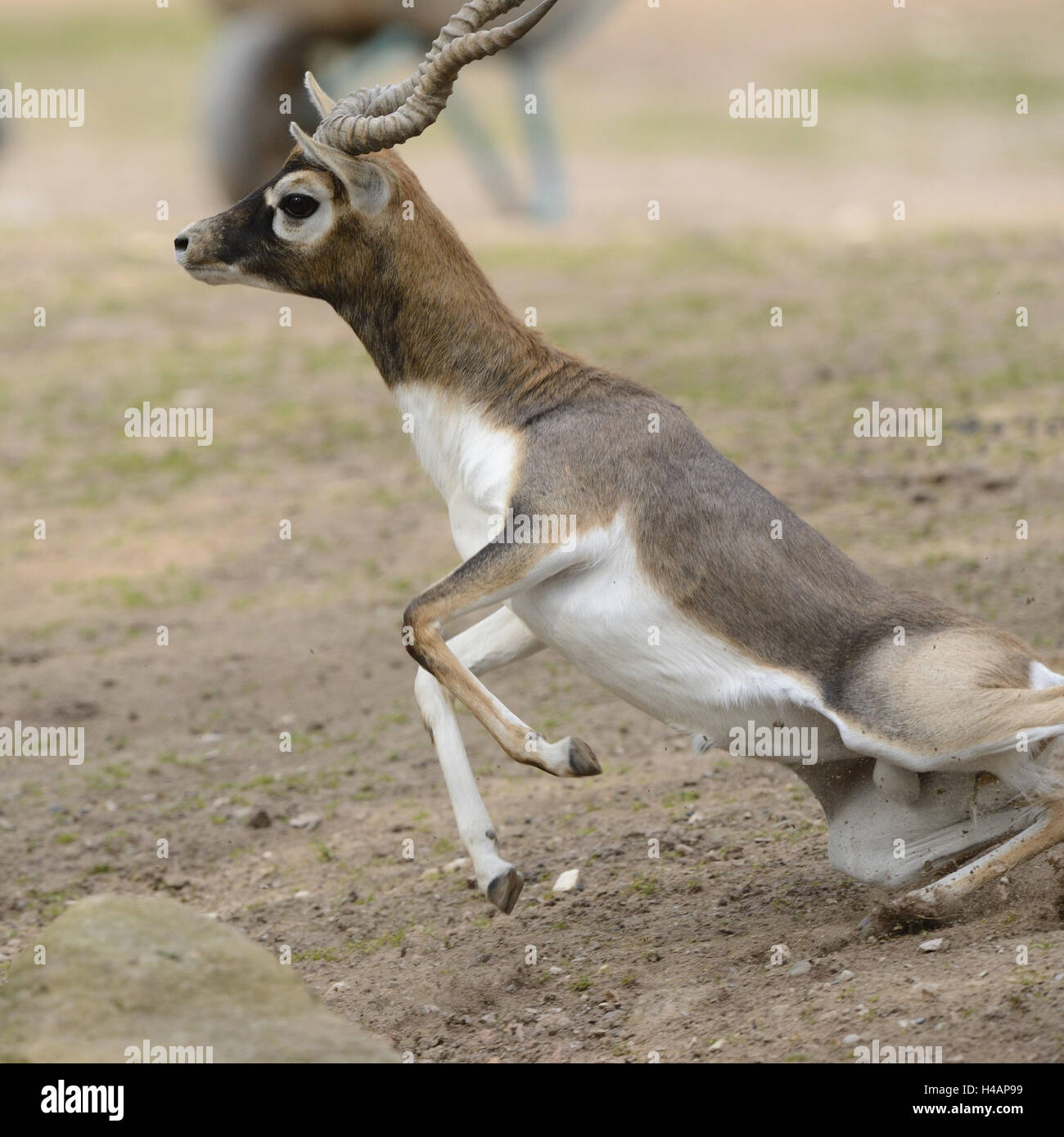 Blackbuck, antelope cervicapra, side view, Stock Photo