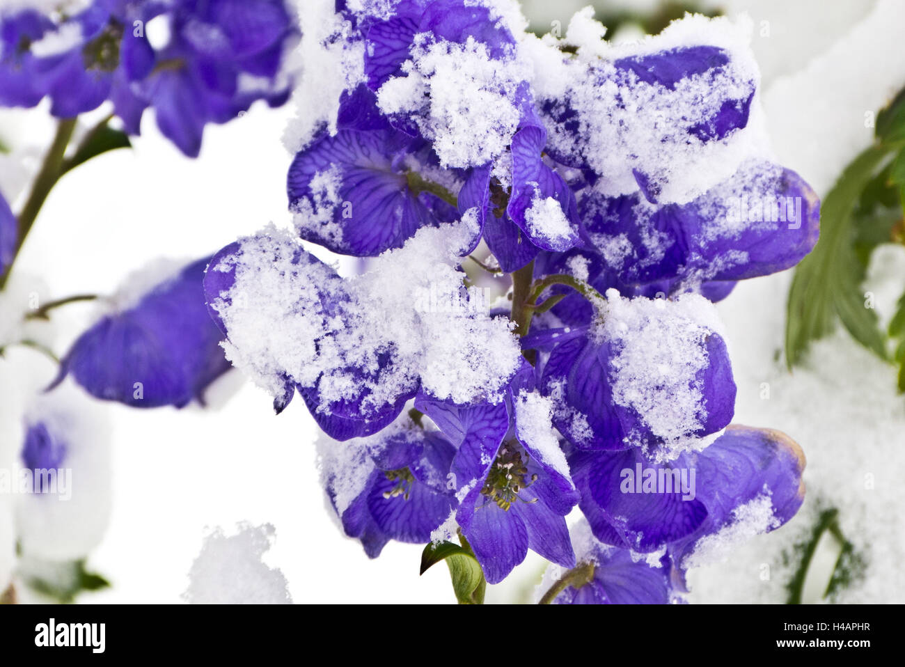 Blossoms of the blue monk's-hood, Aconitum napellus, snowy, Stock Photo