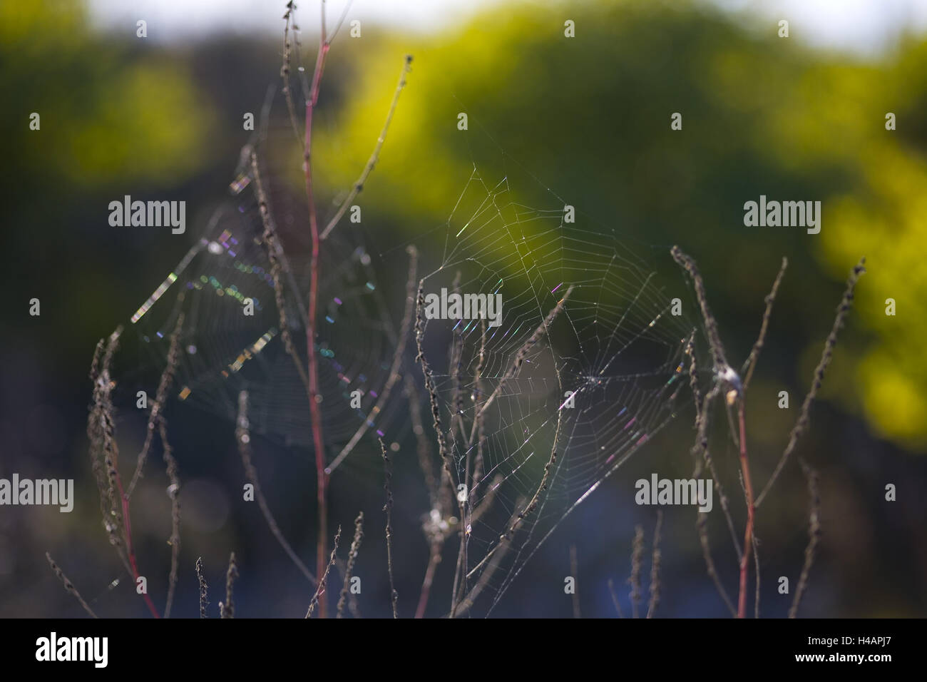 Spinning network between autumn shrubs, Stock Photo
