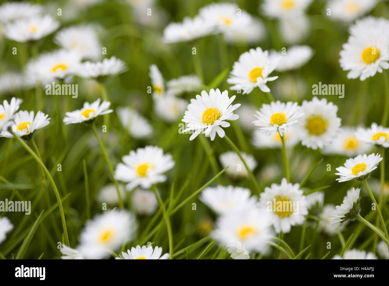 Meadow, daisies, closeup Stock Photo Alamy