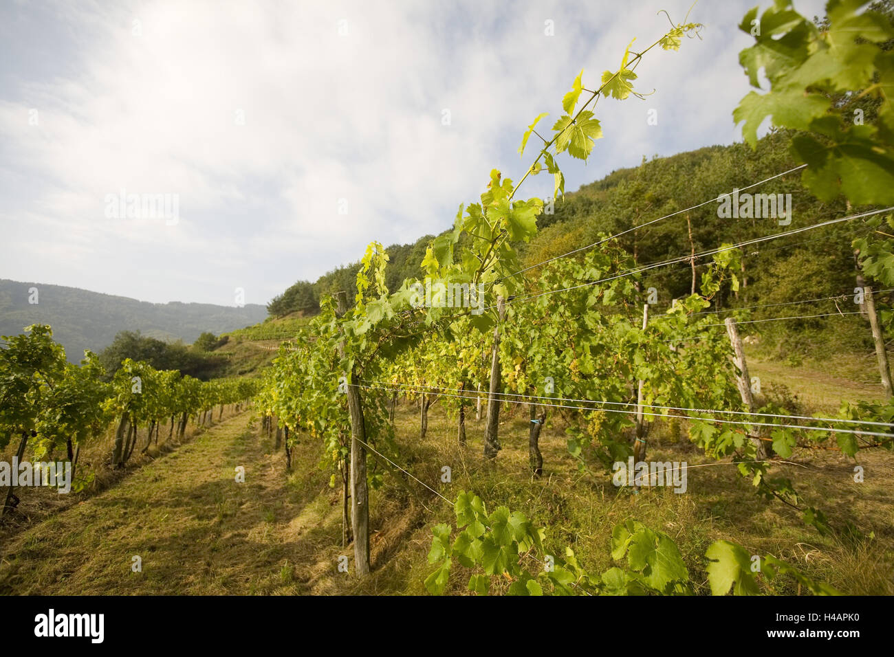 Wine-growing region of Wachau, Stock Photo