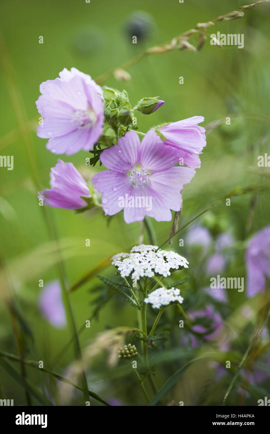 Meadow, grasses, musk mallow, close-up, Stock Photo