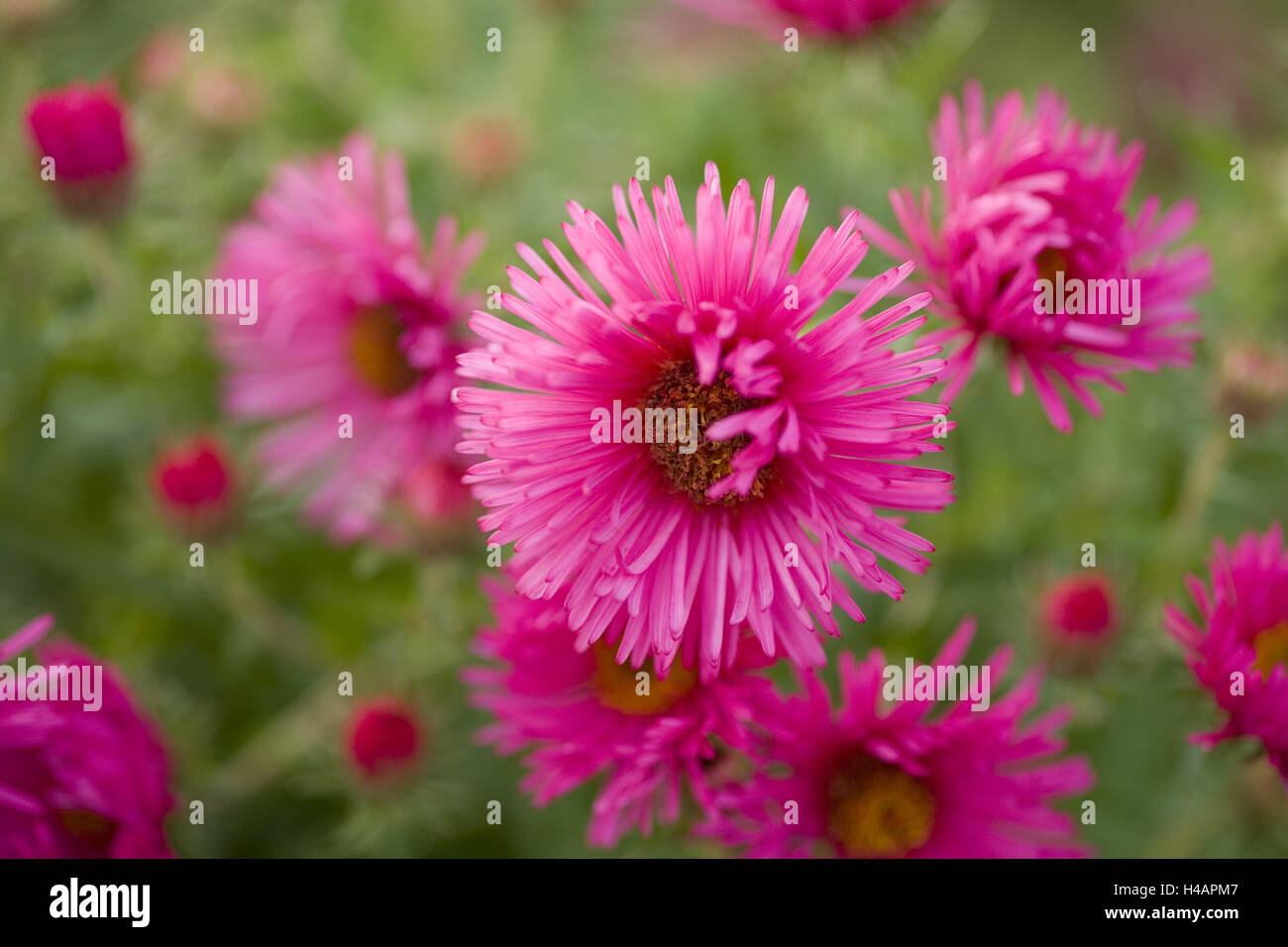 Magenta-coloured aster shrub, blossoms, medium close-up, Stock Photo