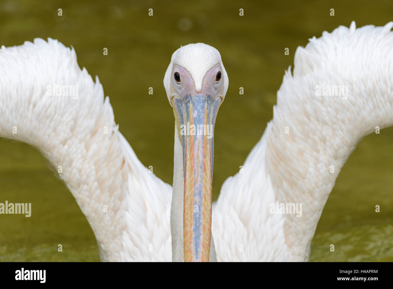 rosy pelican, Pelecanus onocrotalus, head-on, close-up, Stock Photo