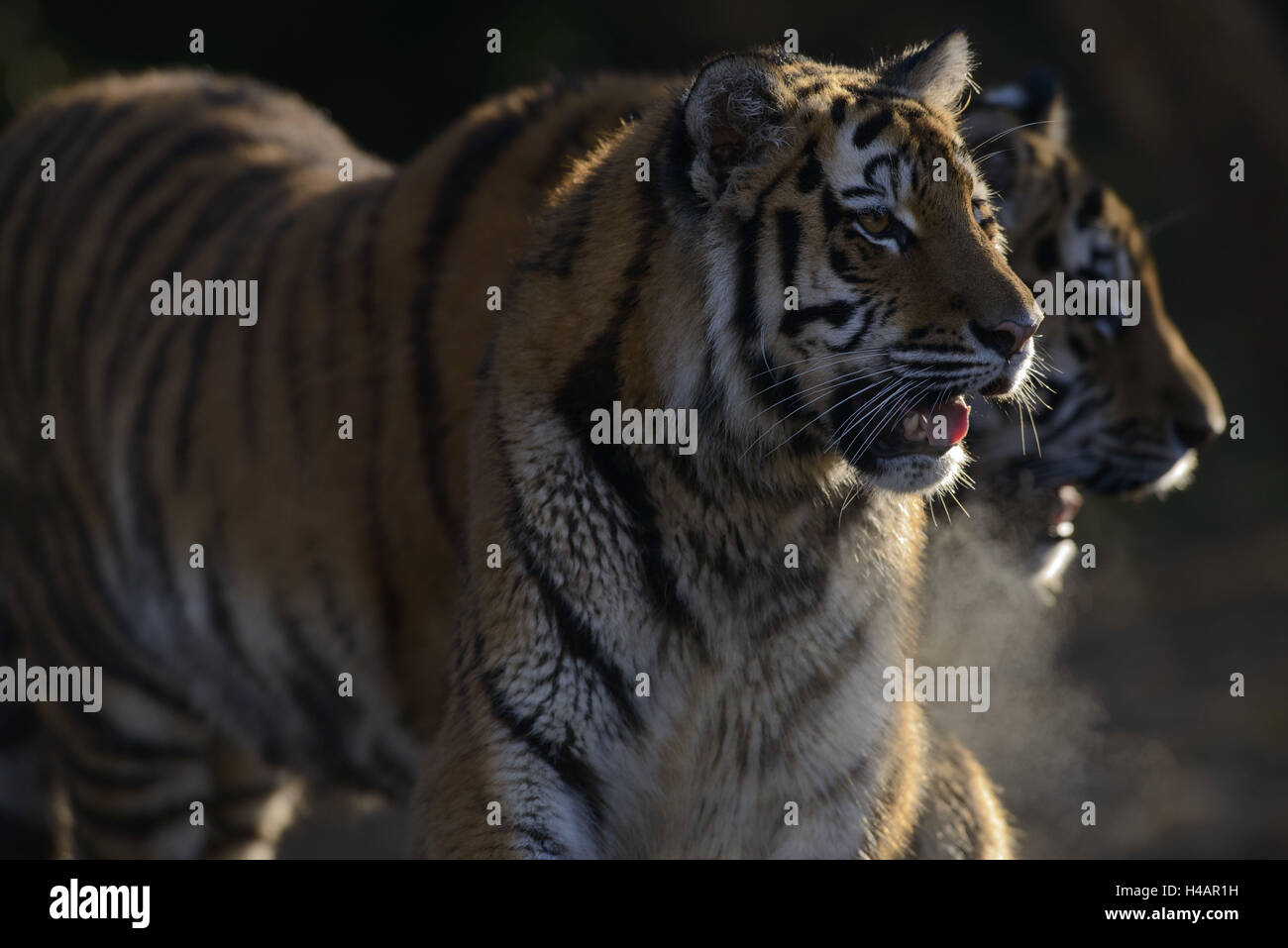 Siberian tigers, Panthera tigris altaica, subadults, Stock Photo