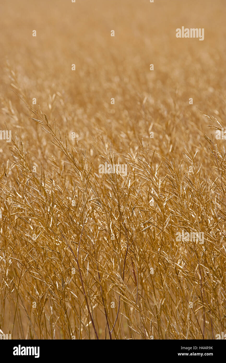 Variety of grain hi-res stock photography and images - Alamy
