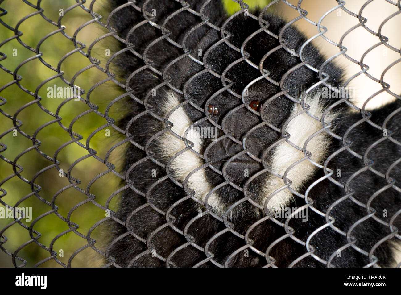 White-cheeked gibbon (Nomascus leucogenys) male looks out of his zoo enclosure Stock Photo