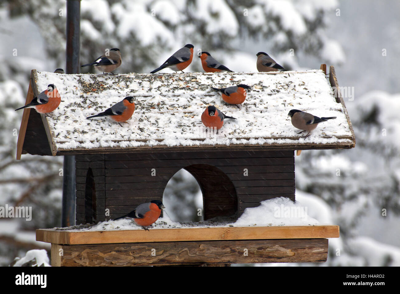 Birds in the food house Stock Photo Alamy
