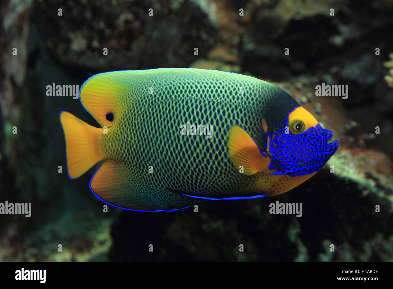 Blue forehead quay fish, Stock Photo