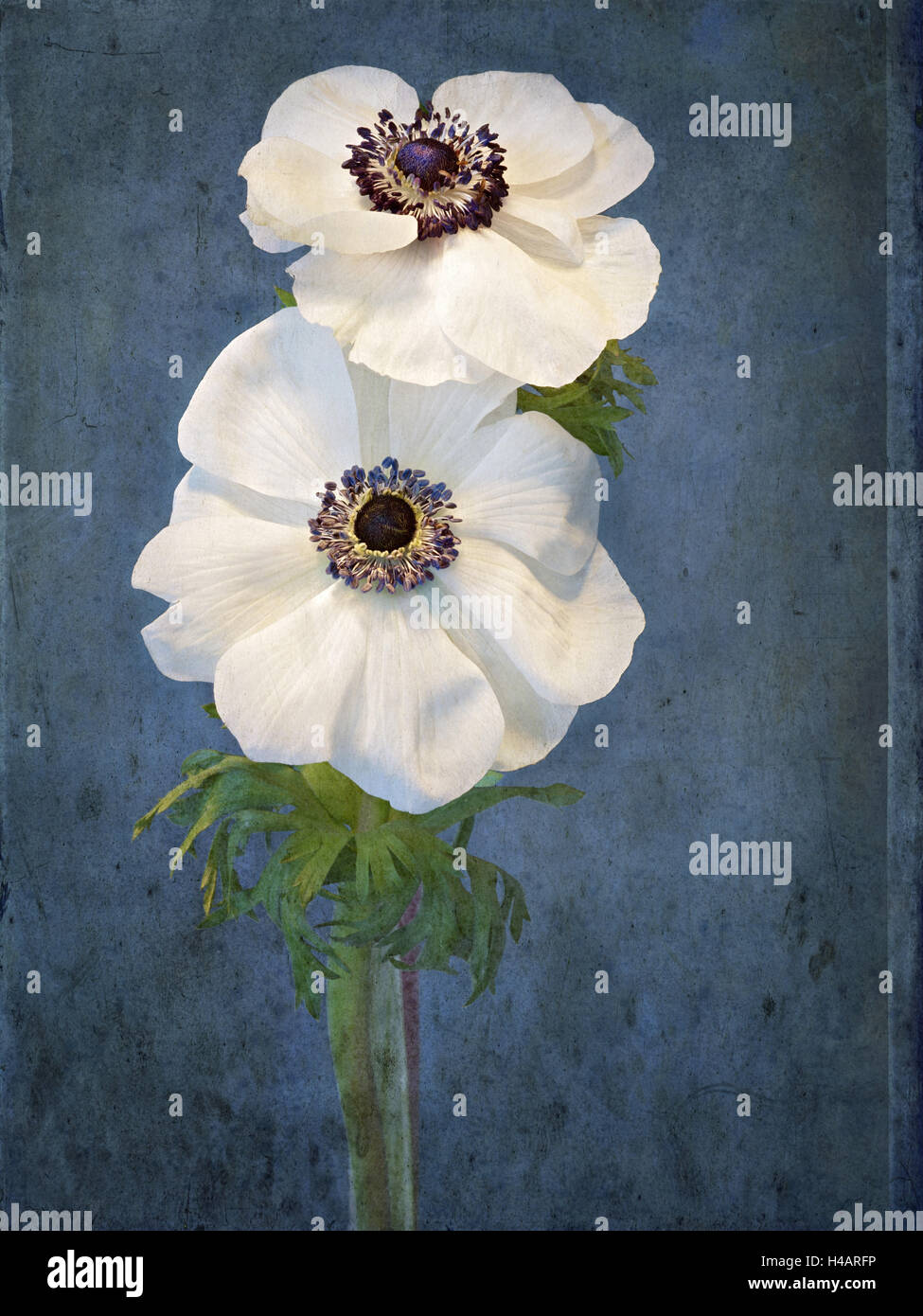 Anemone, flower, blossoms, still life, white, blue, Stock Photo