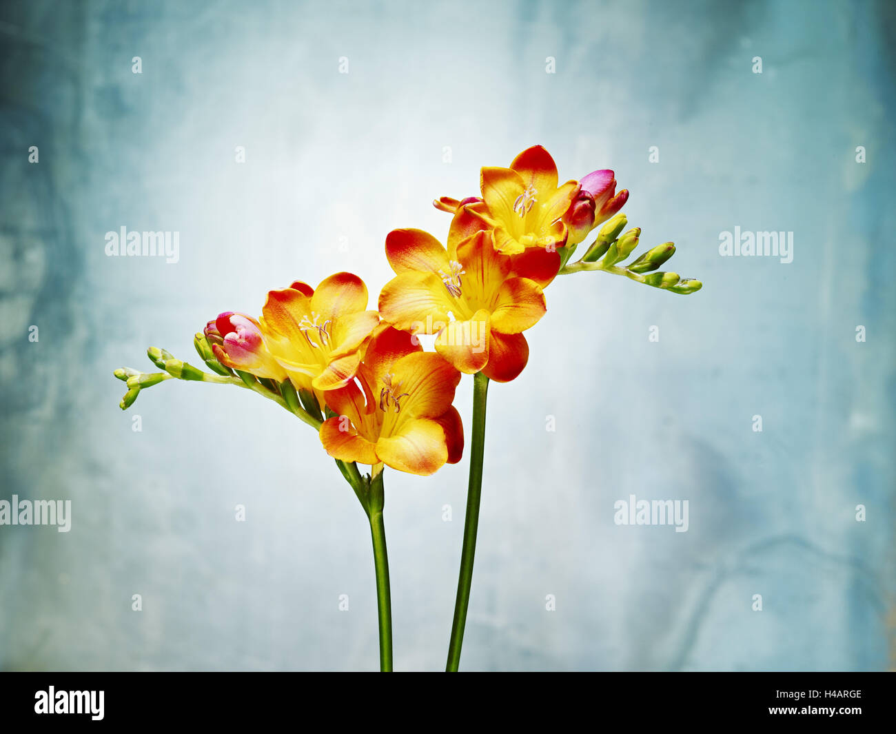 Freesia, flower, blossoms, buds, still life, red, yellow, blue, Stock Photo