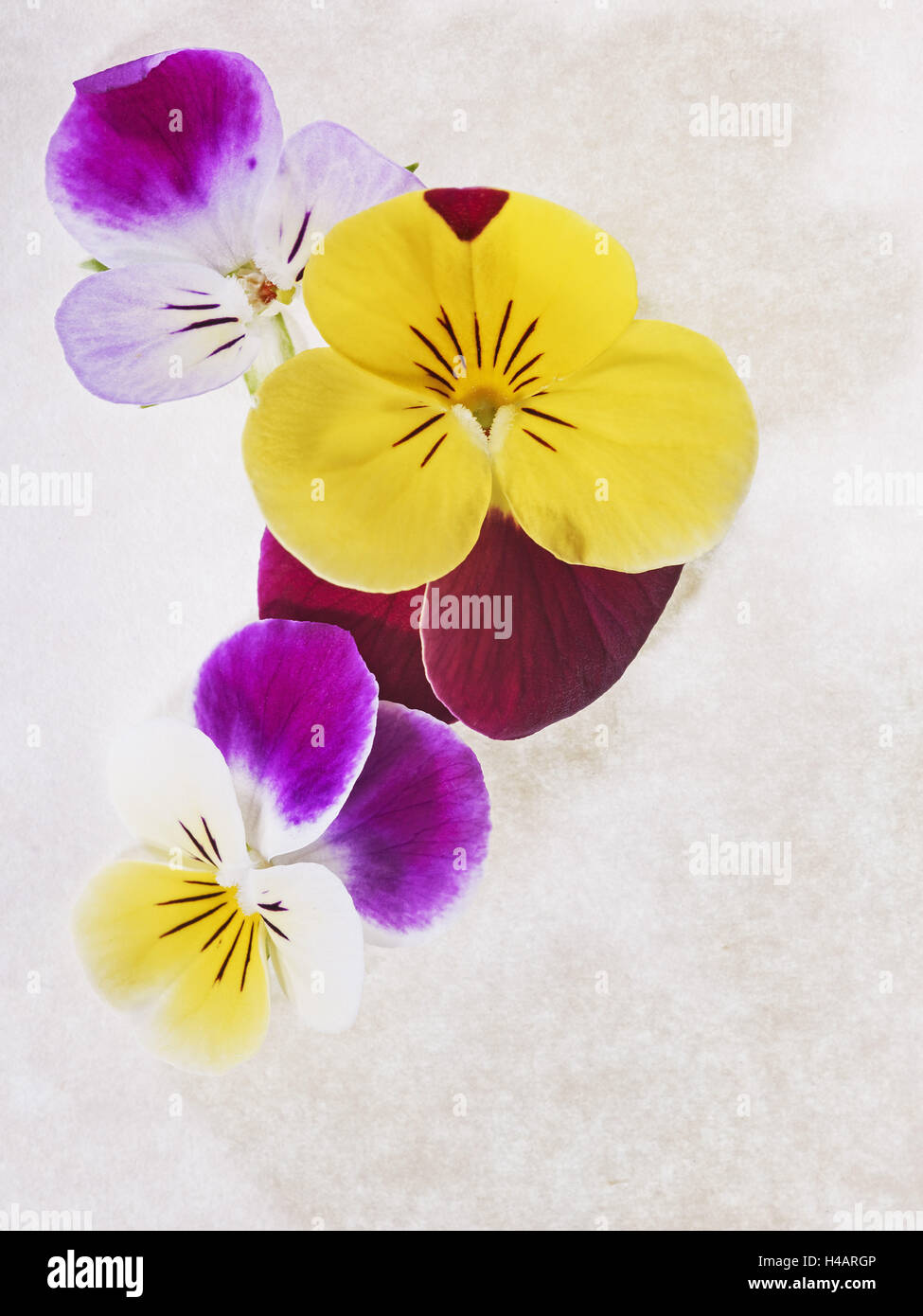 Horned violets, violets, viola cornuta, blossoms, colour Stock Photo