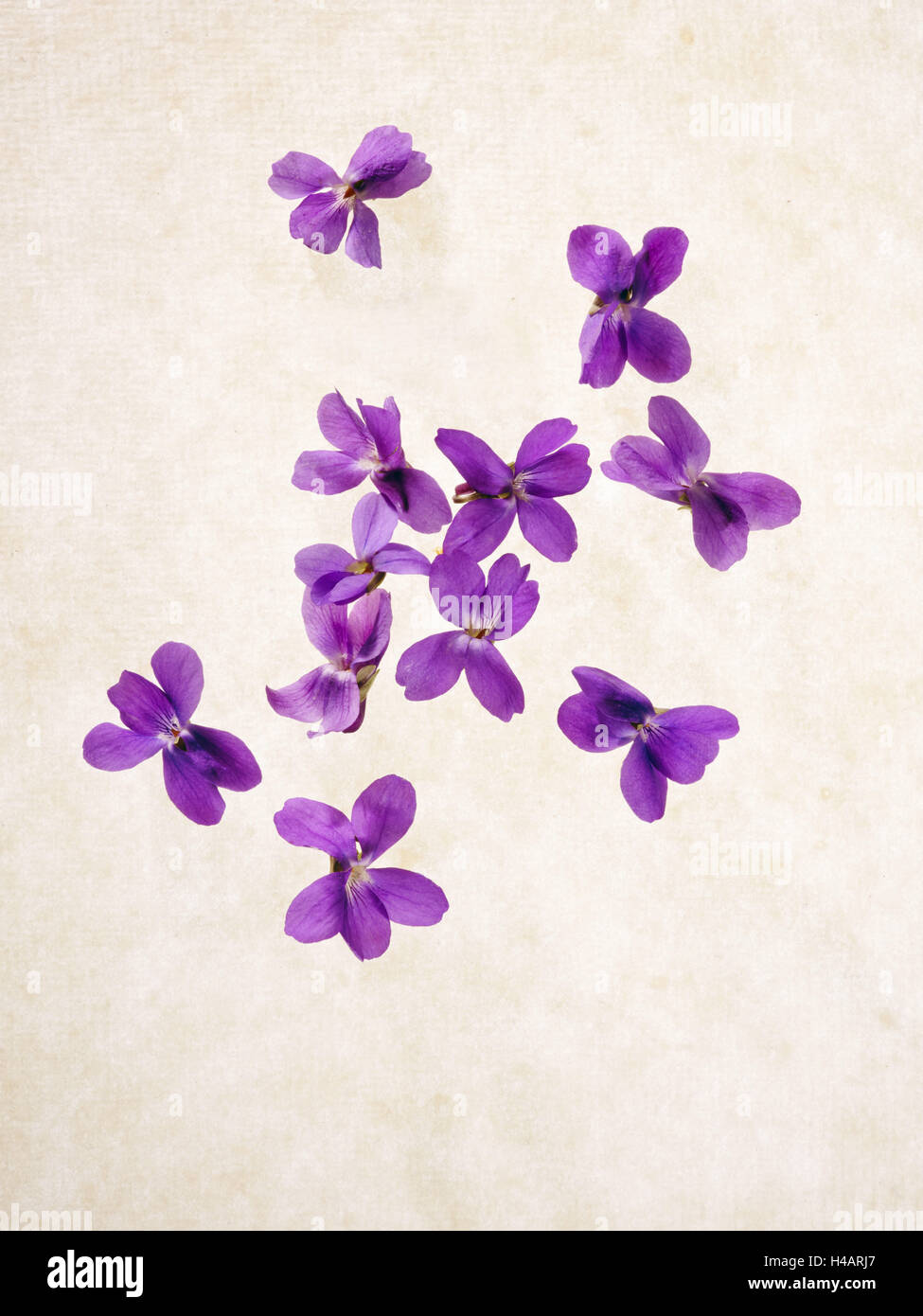 Sweet violets, violets, viola odorata, blossoms, violet, Stock Photo