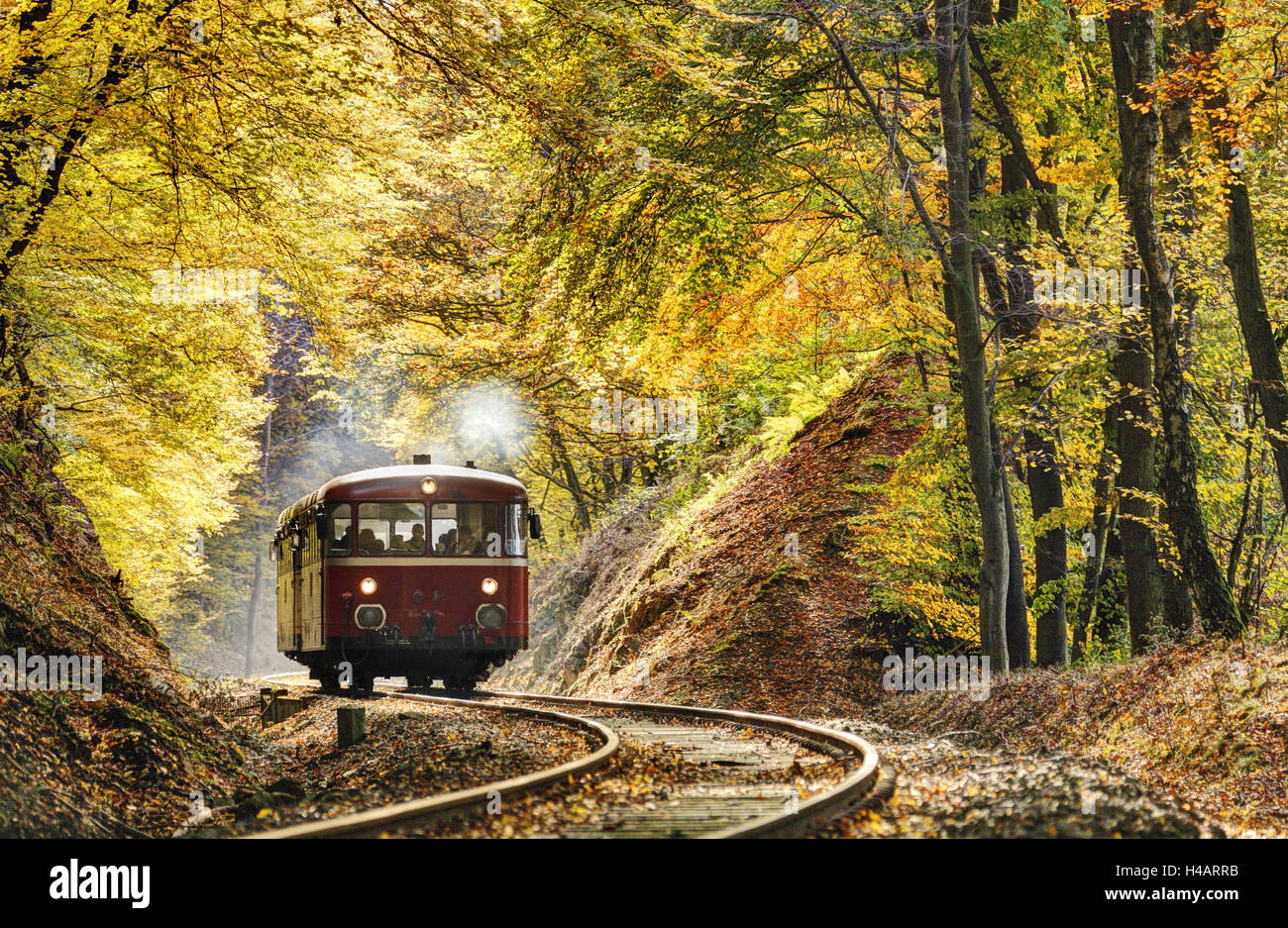 Train passes through a forest, track, fall foliage, back light