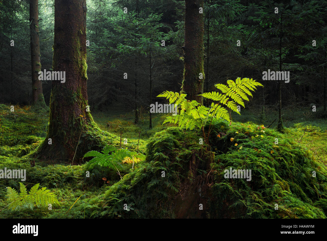 Germany, Bavaria, fairy tale, paradise, green, Aichach, Inchenhofen, Wittelsbach, country, Augsburg, wood, mystical, moss, fern, light, trunks, spruces, world, miracle, panorama, scenery, Stock Photo