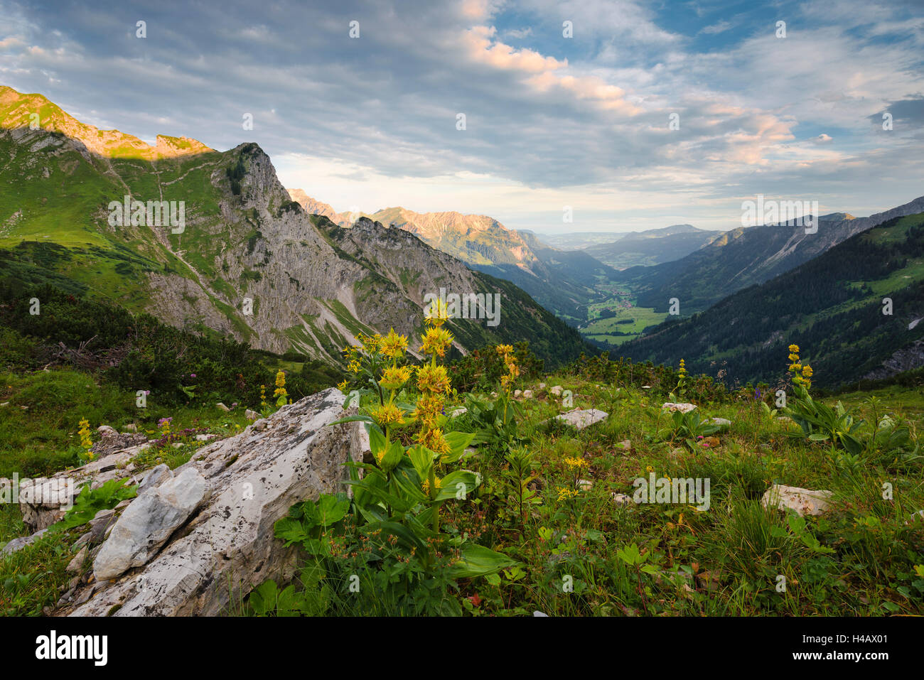 Germany, Schrecksee lake, Allgäu, mountains, Alps, gentian, alpine world, clouds, morning, light, mood, yellow, view, Hinterstein, Bad Hindelang, rocks, plants, meadow, panorama Stock Photo