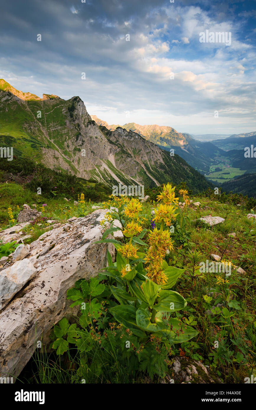 Germany, Schrecksee lake, Allgäu, mountains, Alps, gentian, alpine world, clouds, morning, light, mood, yellow, view, Hinterstein, Bad Hindelang, rocks, plants, meadow, panorama Stock Photo