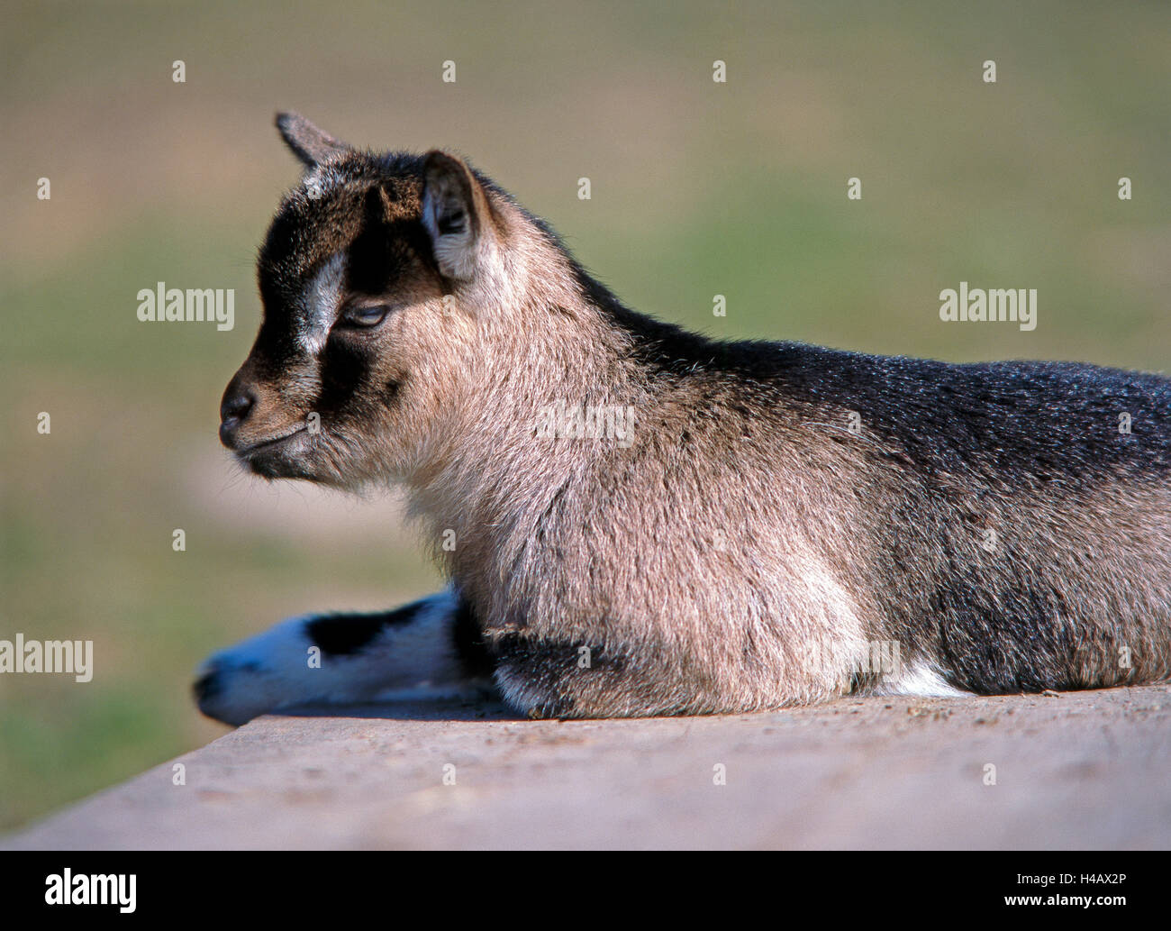 Raised resting place of a goat lamb of the breed Bunte Deutsche Edelziege Stock Photo