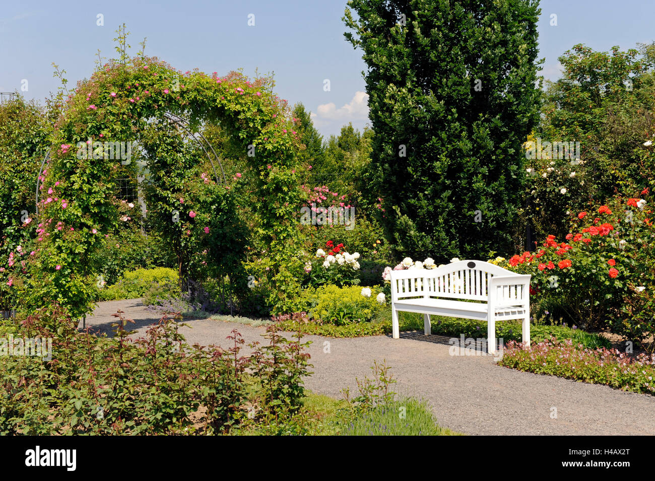 White garden bench in the gravel path in front of blossoming rose bushes and peonies Stock Photo