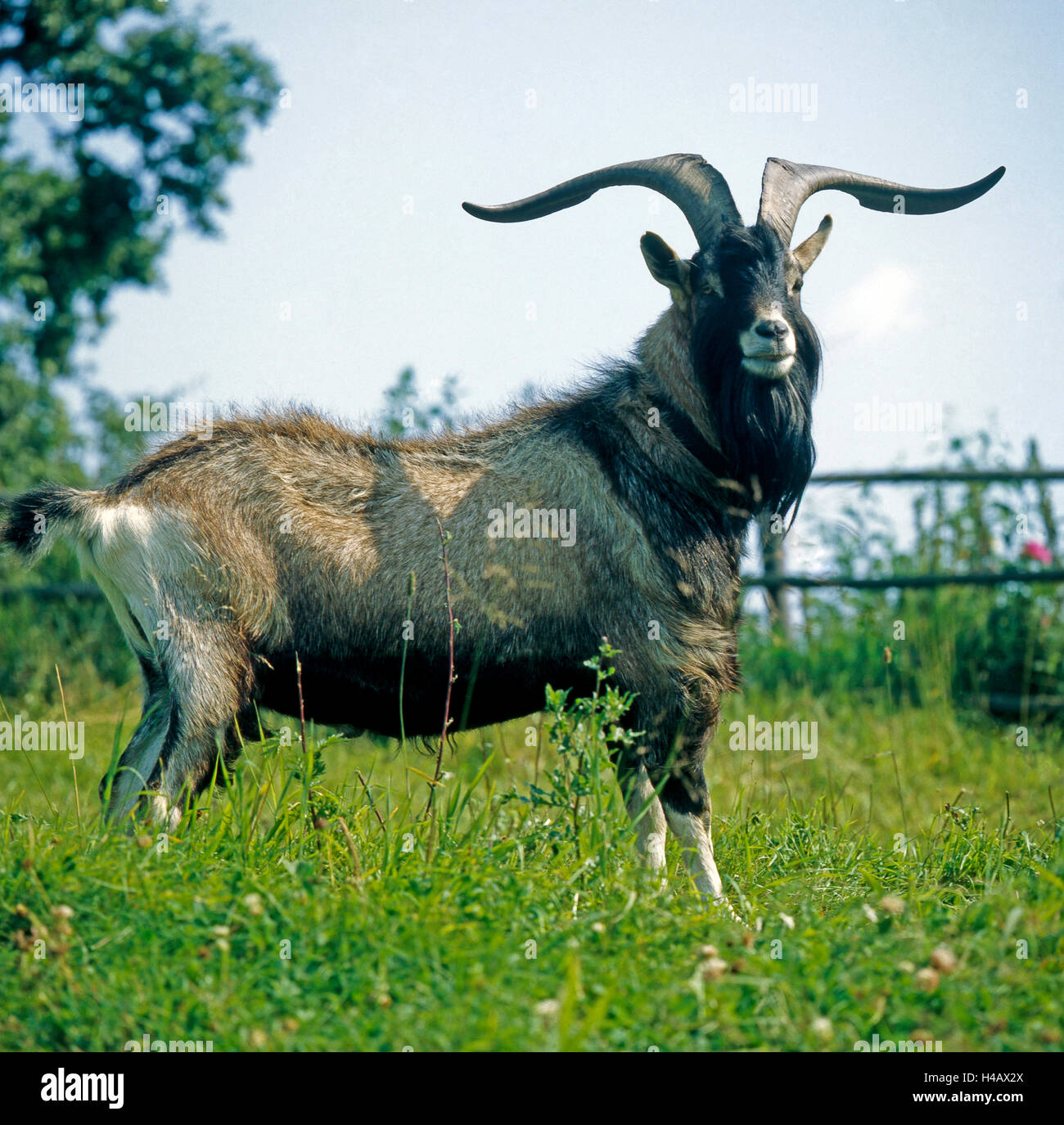 Billy goat of the Thuringian goat, an old breed, grazing on a paddock