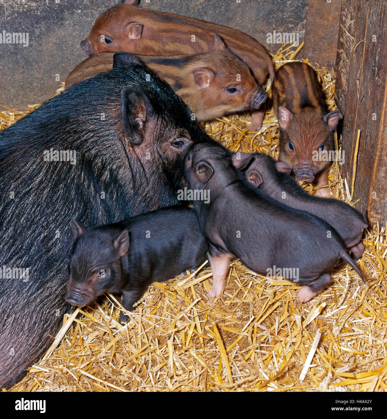 Miniature pig's mother with diverse coloured piglets of one litter in the stable Stock Photo