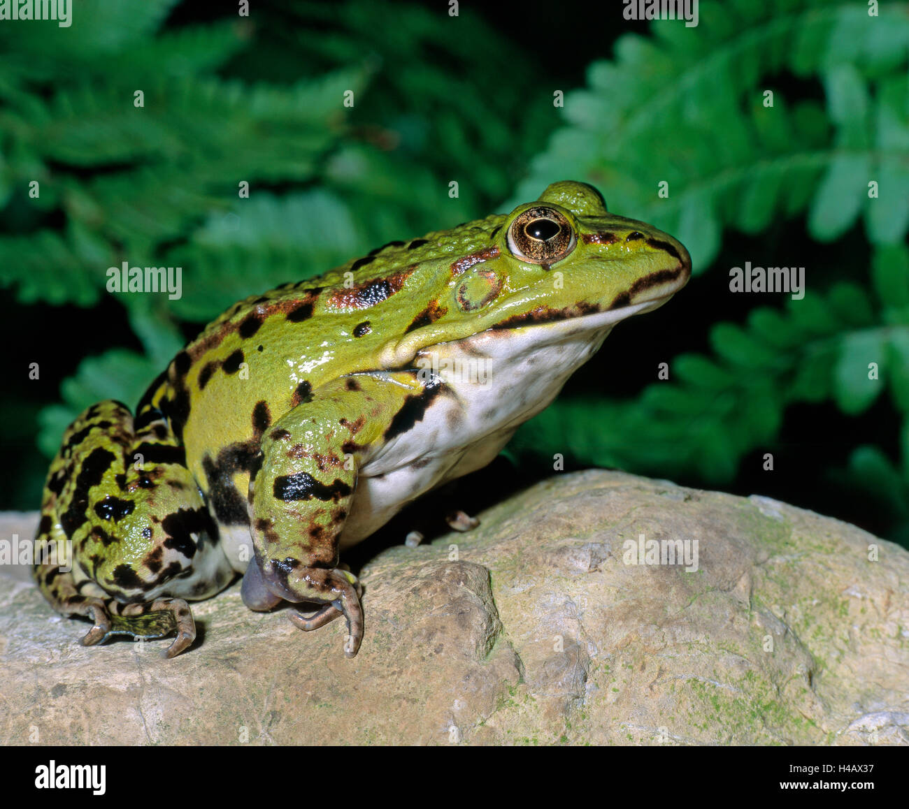 Edible frog, also green frog, on a kerbstone at the garden pond Stock Photo
