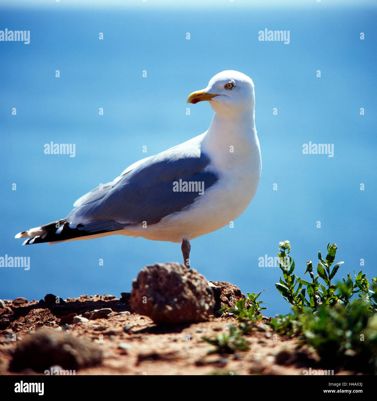 European herring gull at the escarpment in the Oberland of the rocky coast Helgoland Stock Photo