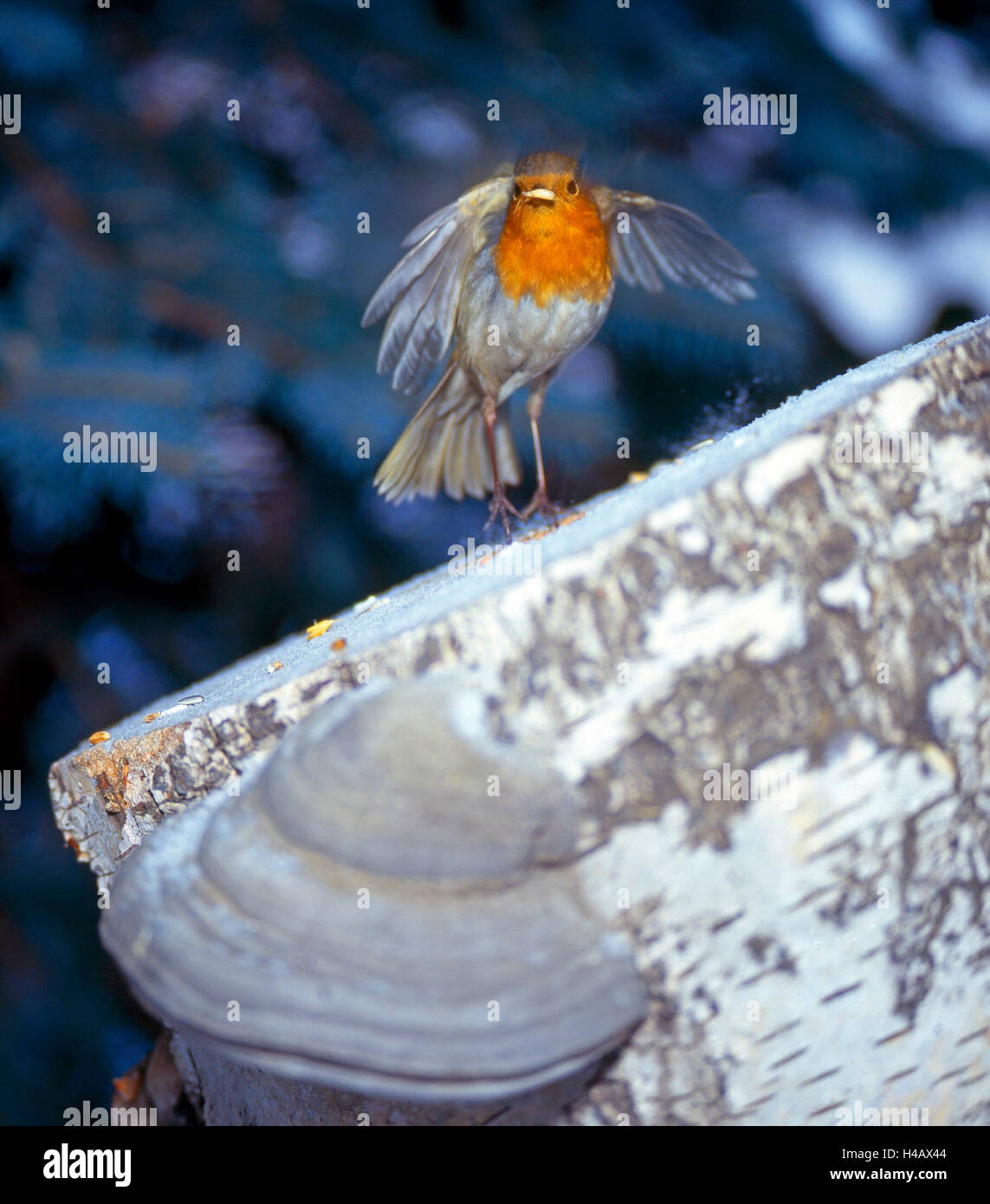 Robin flying away from the bird table in the garden with a sunflower seed Stock Photo