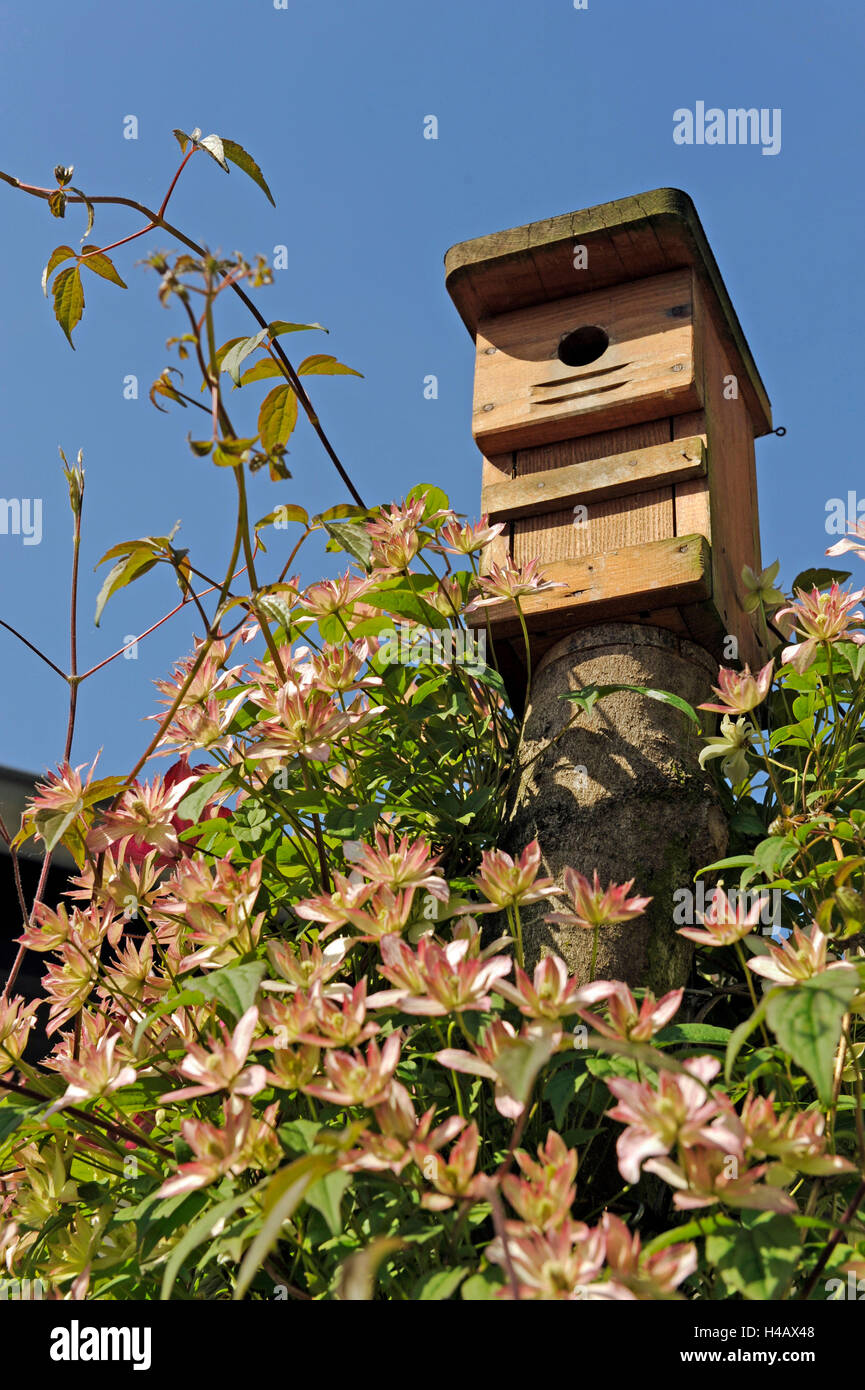 Nesting box for cavity-nesting bird in the near-natural garden, entwined by blossoming Clematis for cat defence Stock Photo