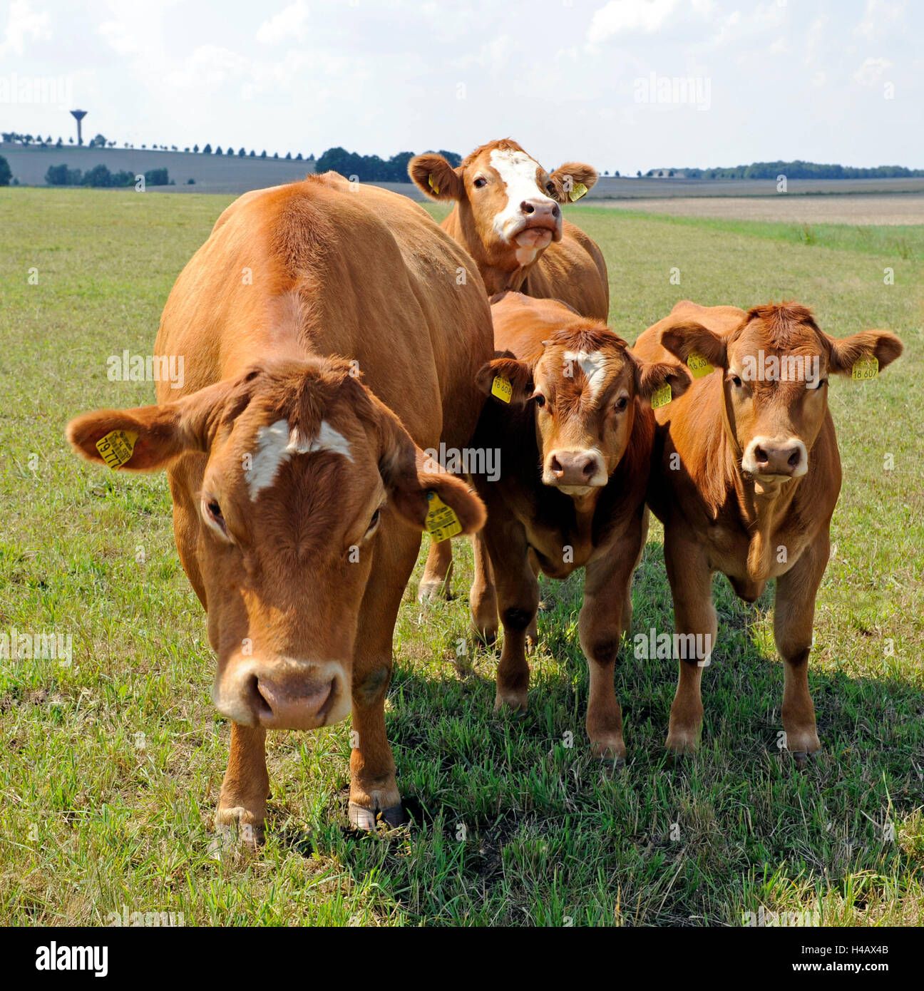 Redbrown Limousin cattle with calves on the pasture, French beef