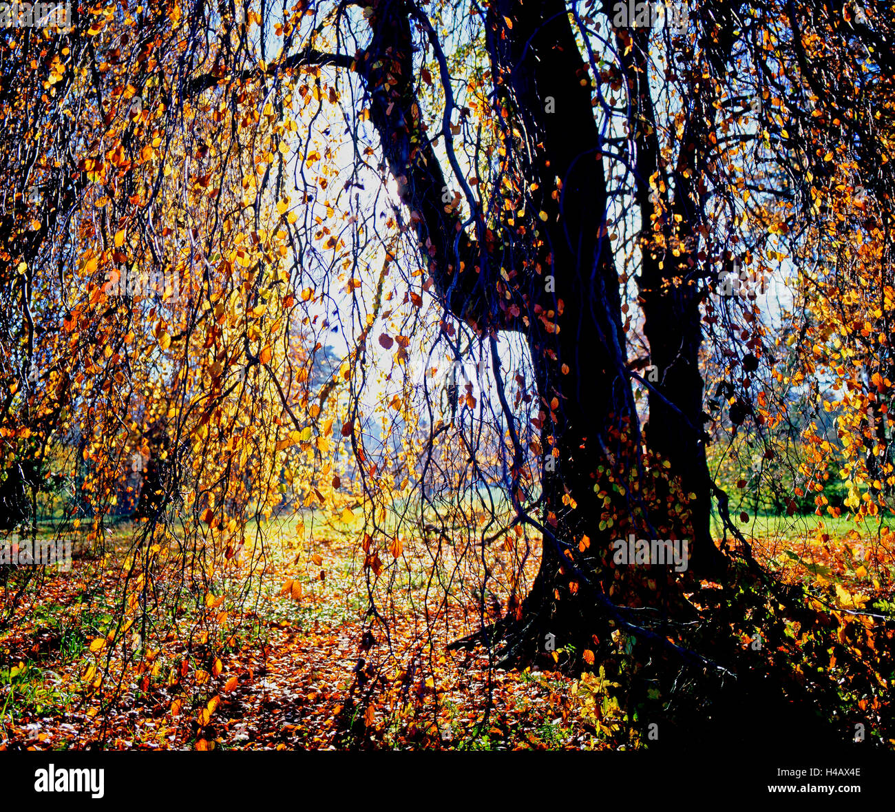Autumn magic, tree in autumn colours in the castle grounds Reinhardsbrunn Stock Photo