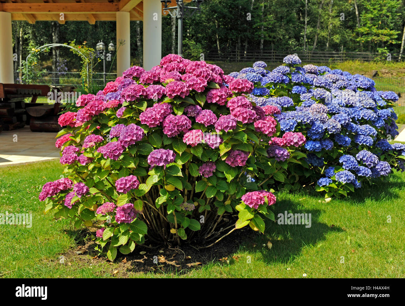 Blue and red blossoming hydrangea bushes in front of a garden pavilion Stock Photo