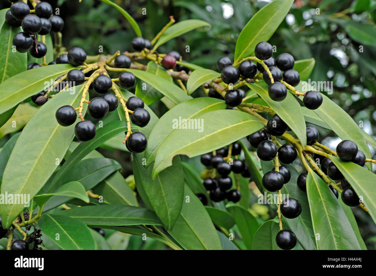 Cherry laurel, early autumn, black berries, seed and the evergreen