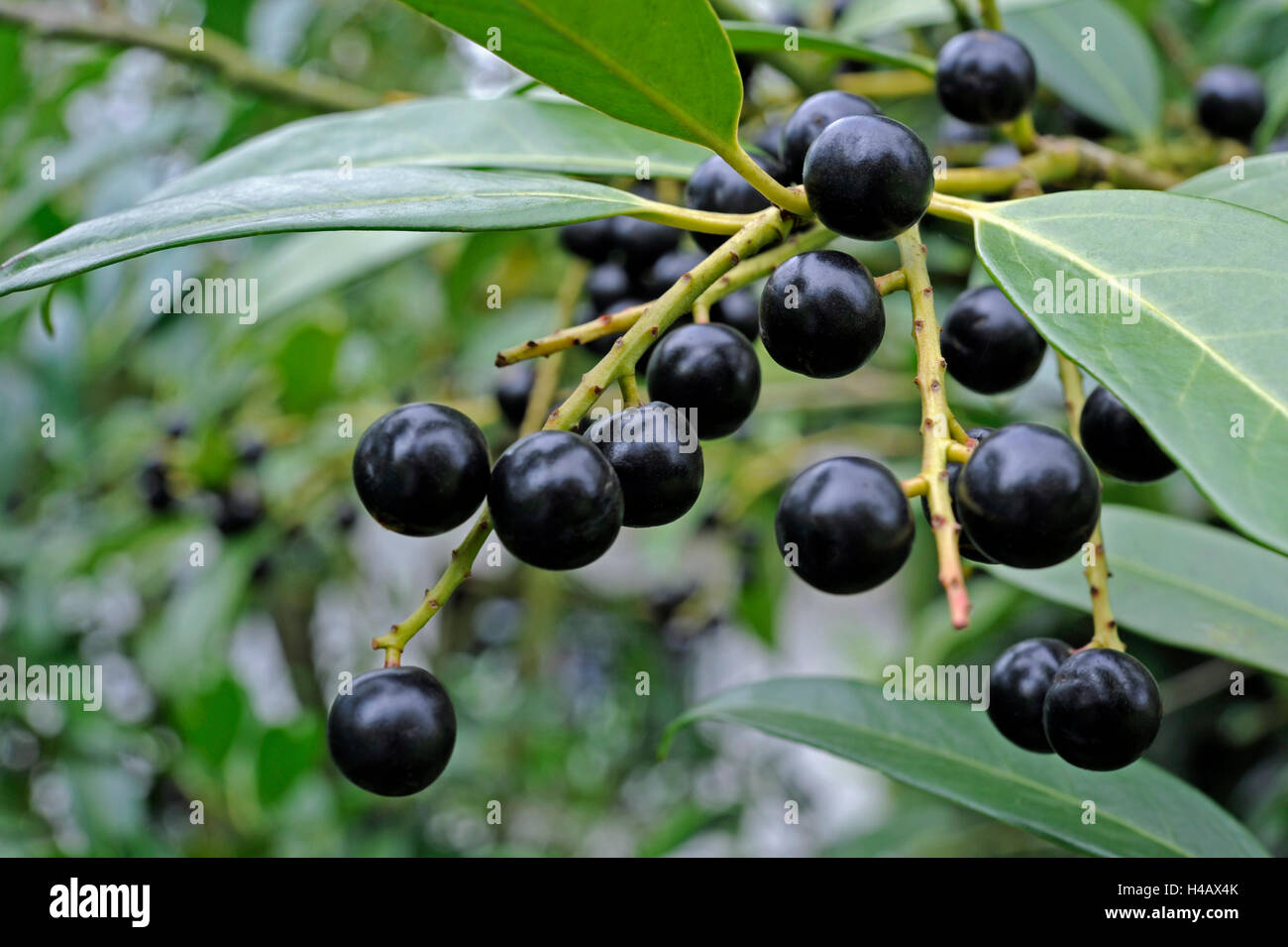 Toxic back berries of the cherry laurel Stock Photo Alamy