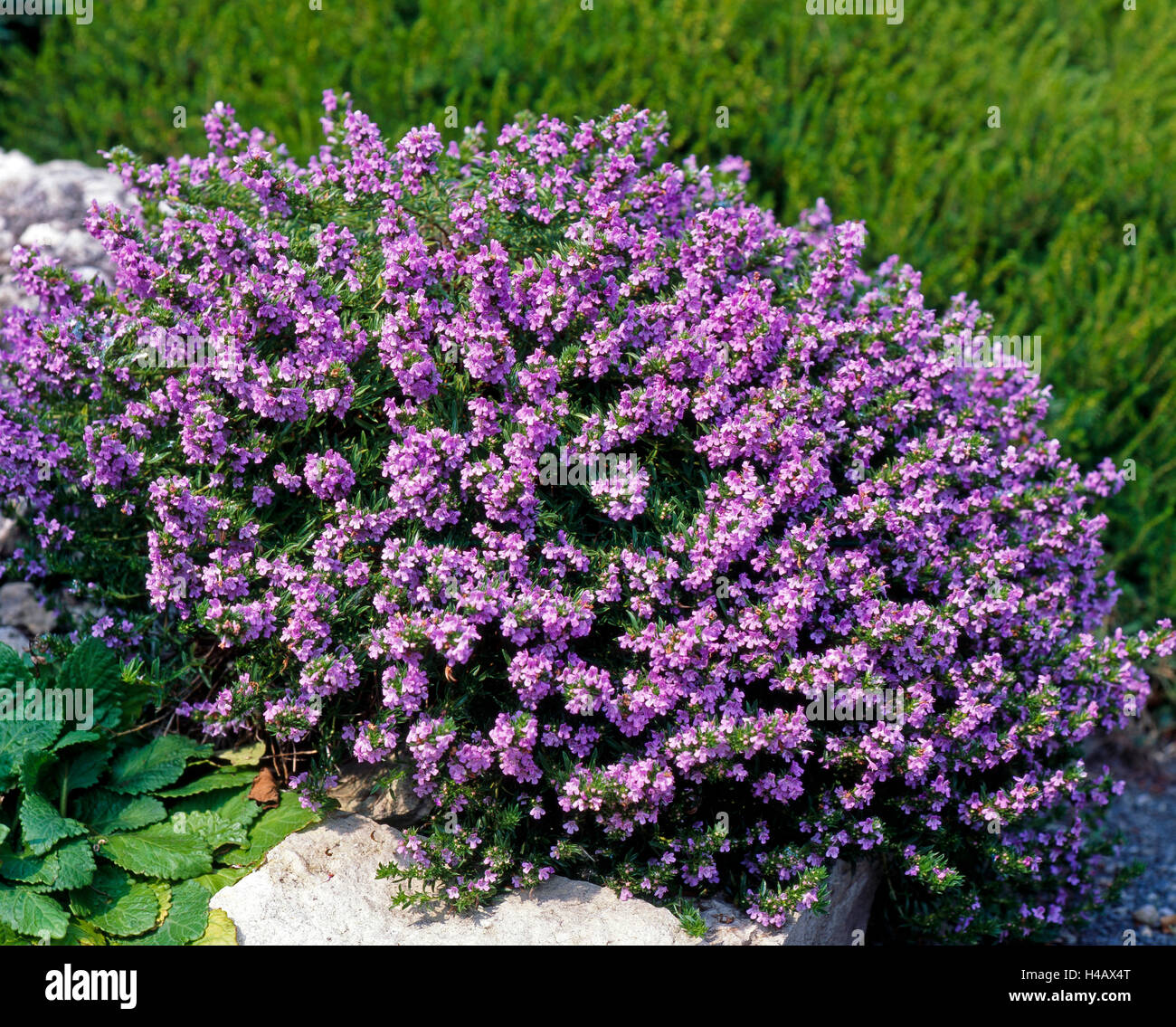 Winter savory, Satureja montana, spice plant, folk medicine, medicinal plant, Stock Photo