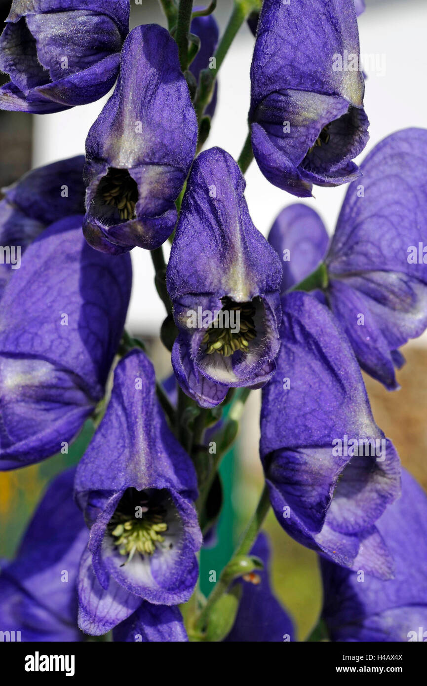The monkshood blossoming deep blue in early autumn, Aconitum, also known as aconite and wolf's bane, Stock Photo