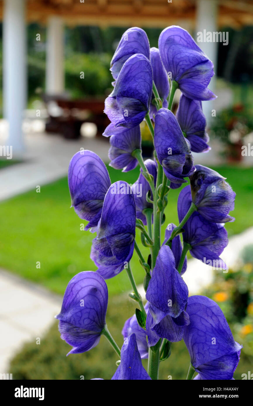 The monkshood blossoming deep blue in early autumn, Aconitum, also known as aconite and wolf's bane, Stock Photo