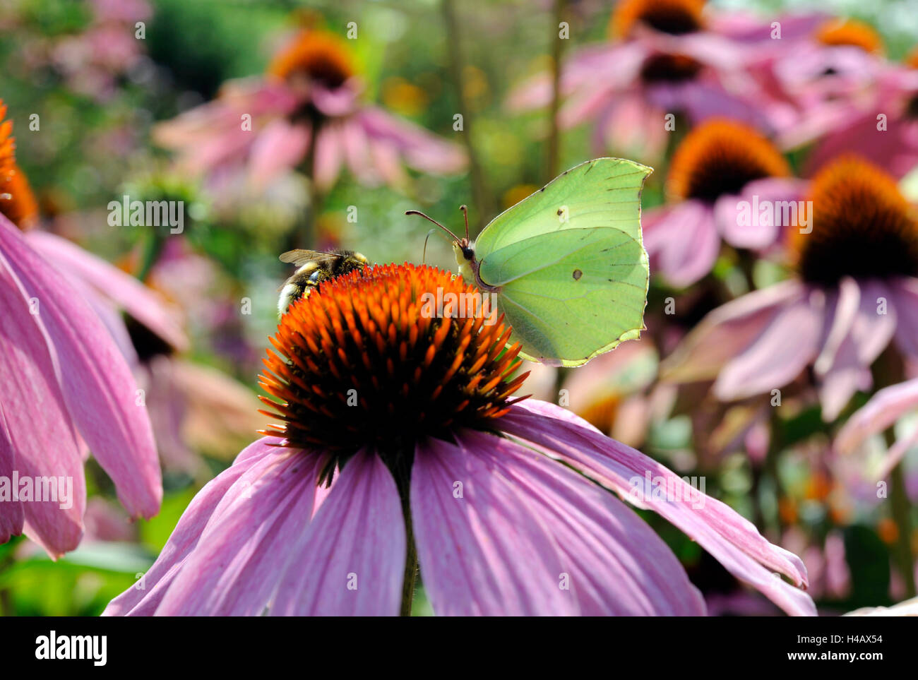 Brimstone butterfly lowering the proboscis in the tongue blossoms of a purple coneflower, also Rudbeckia, in the patch of a cottage garden Stock Photo