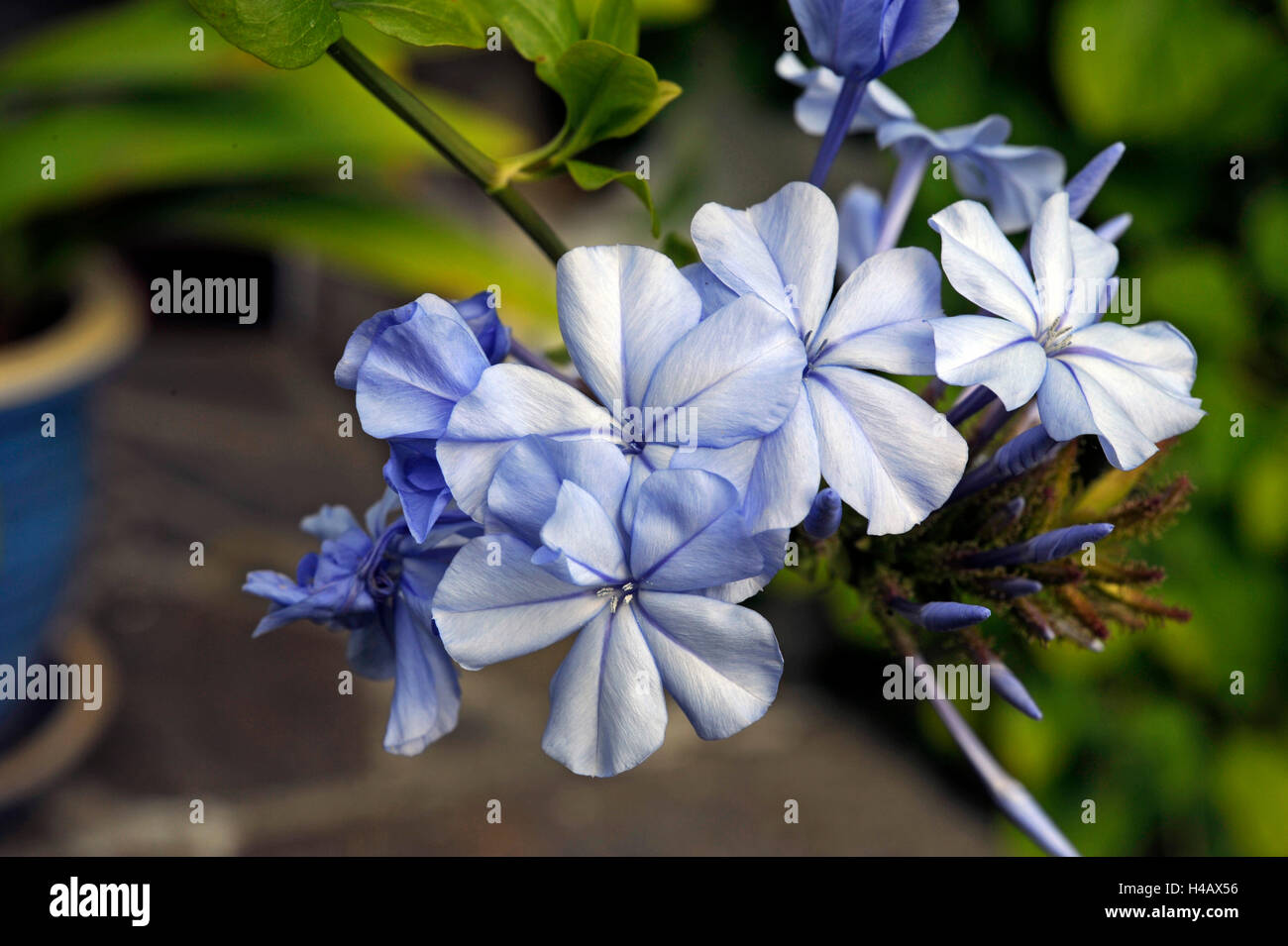 Pale blue blossoming leadwort or Plumbago as a potted plant on summer terrace Stock Photo