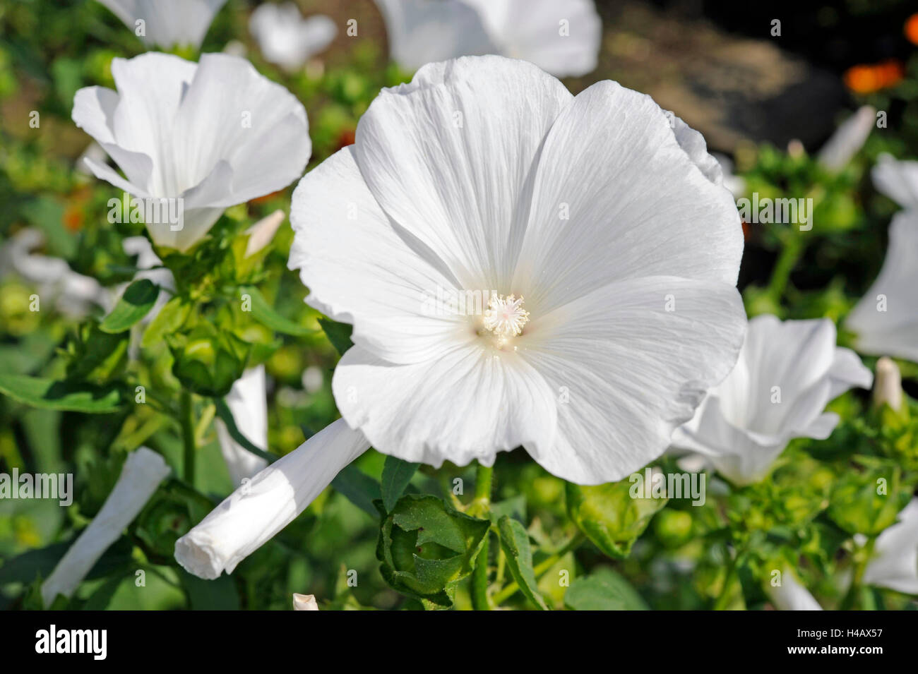 White blossoming tree mallow or rose mallow of the variety Montblanc in the summery cottage garden Stock Photo