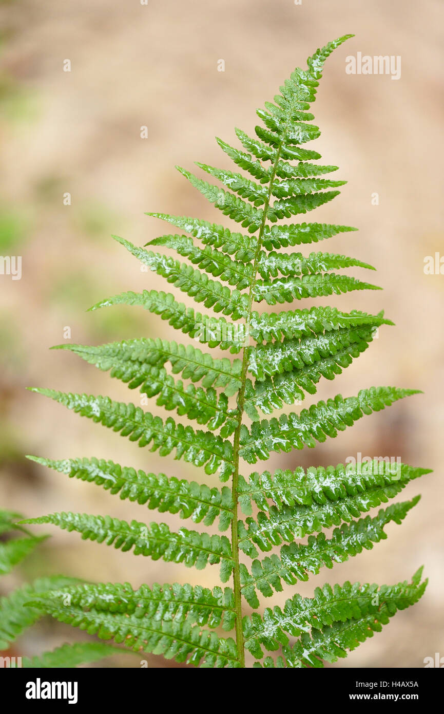 Male fern, Dryopteris filix-mas, leaf Stock Photo