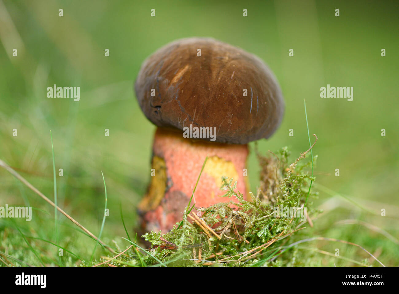Dotted stem bolete, Boletus erythropus, fungus, forest, autumn Stock Photo