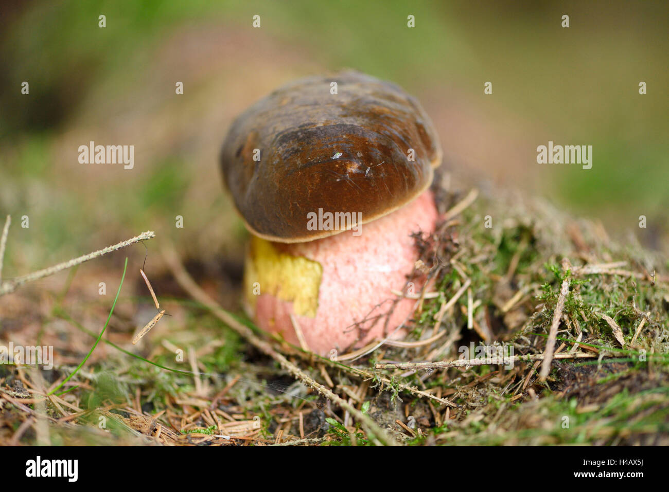 Dotted stem bolete, Boletus erythropus, fungus, forest, autumn Stock Photo