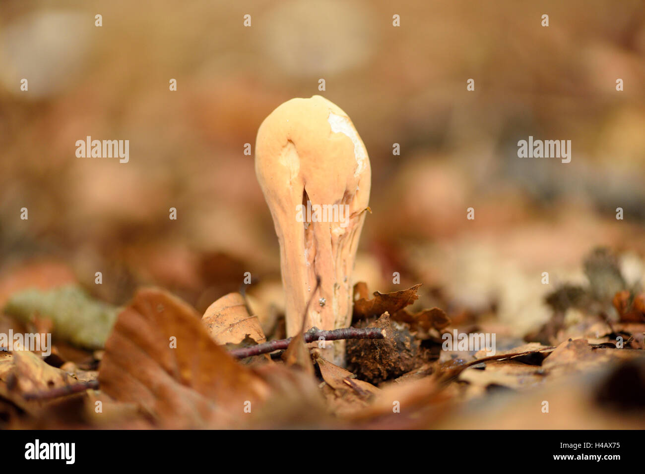 Clavariadelphus pistillaris, fungus, forest, autumn Stock Photo