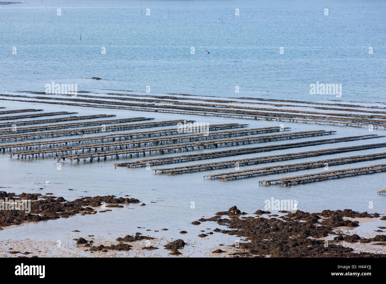 Oyster beds, Côtes des Abers, Brittany Stock Photo