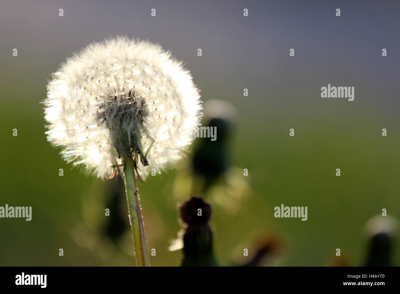 Dandelion Taraxacum officinale Stock Photo Alamy
